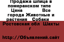 Продажа шпица в померанском типе › Цена ­ 20 000 - Все города Животные и растения » Собаки   . Ростовская обл.,Шахты г.